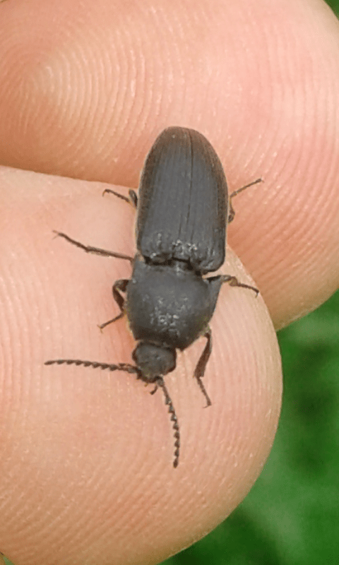 Elateridae. Melanotus sp.